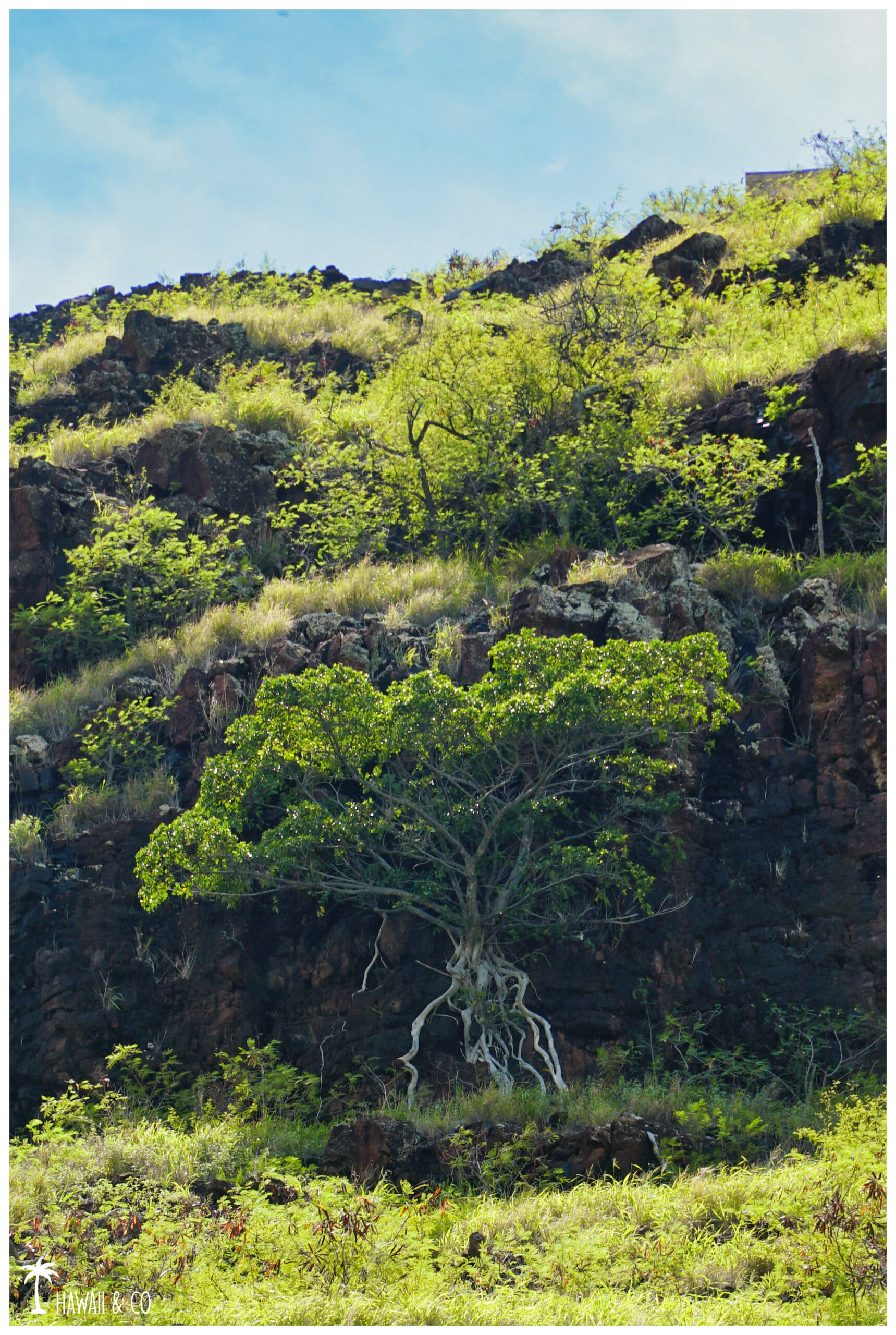 Hawaii and Co Pink Pillbox Hike Oahu
