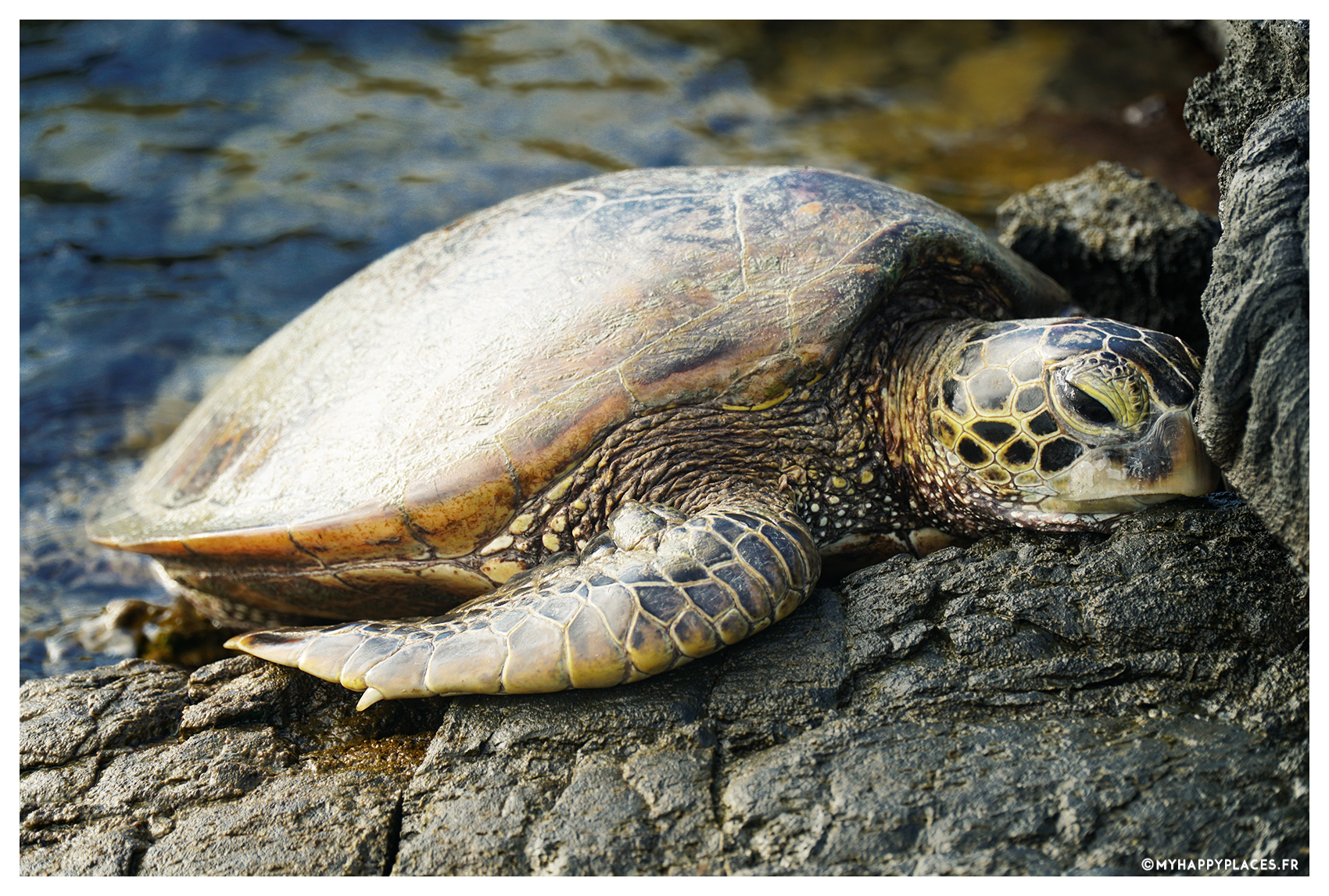 My Happy Places Turtle hawaii