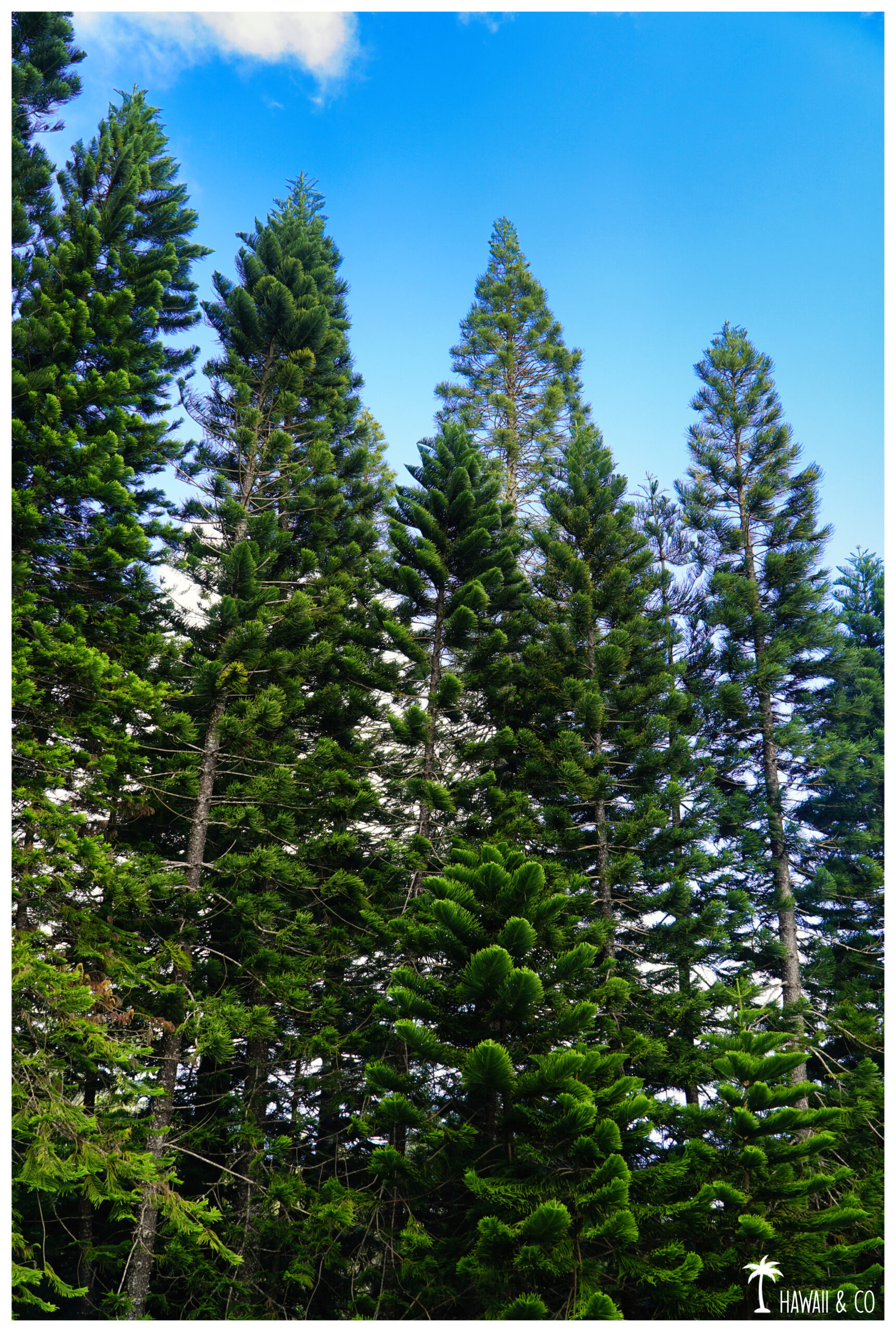 Hawaii and Co Kuli'ou'ou Ridge Trail