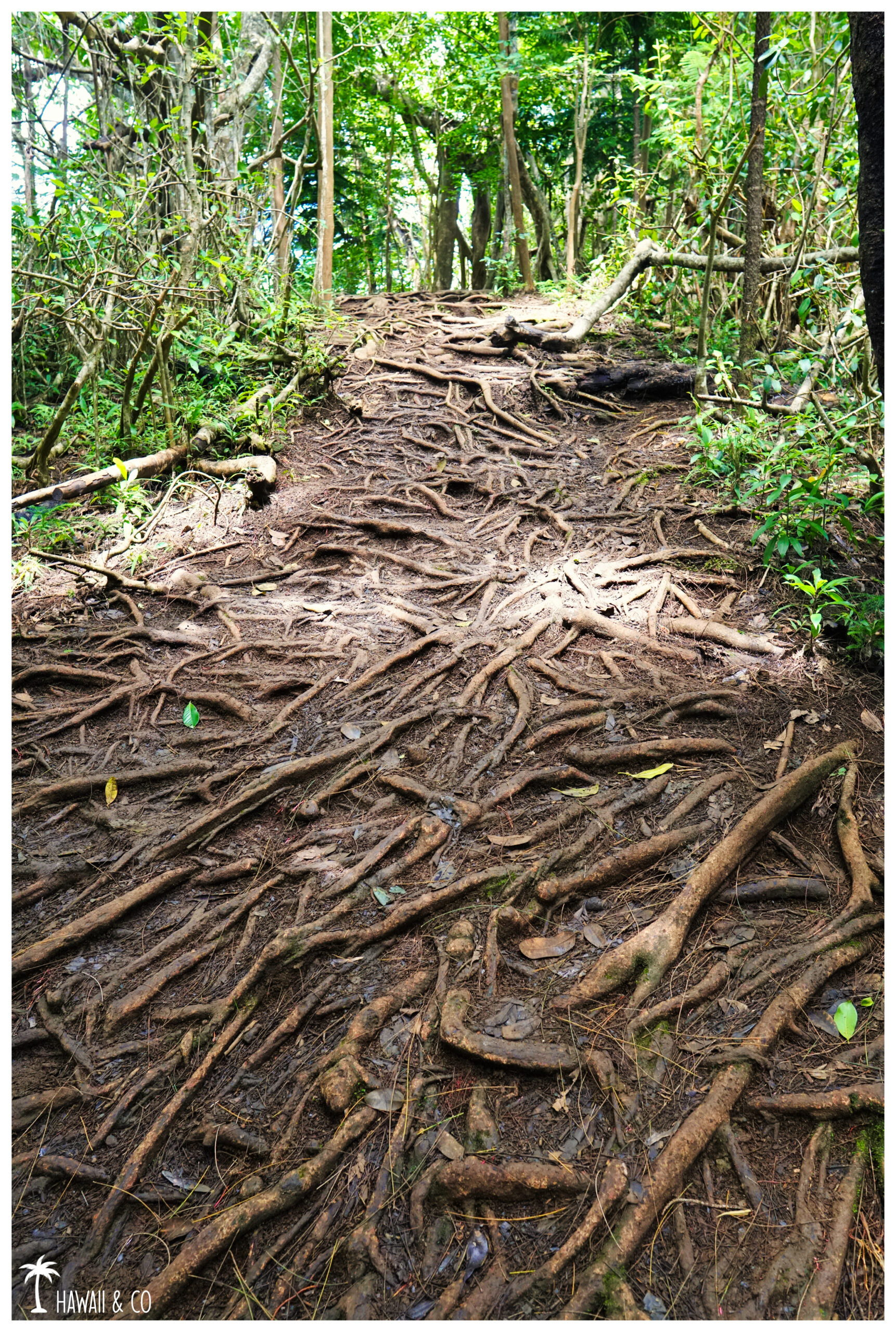 Hawaii and Co Kuli'ou'ou Ridge Trail
