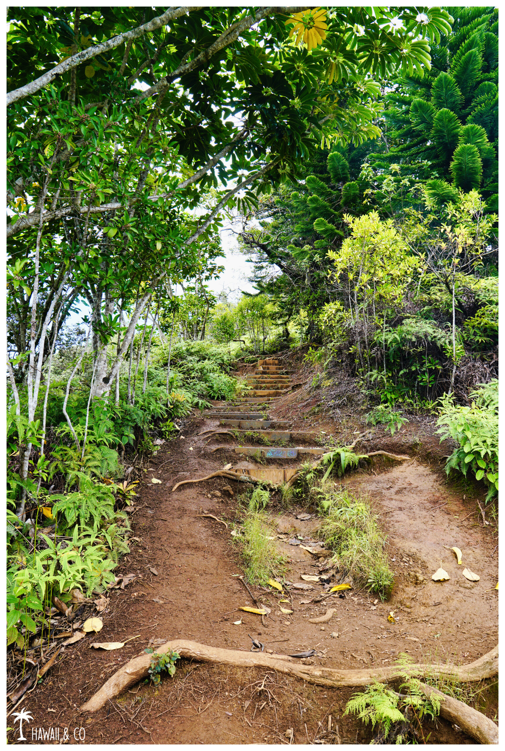 Hawaii and Co Kuli'ou'ou Ridge Trail
