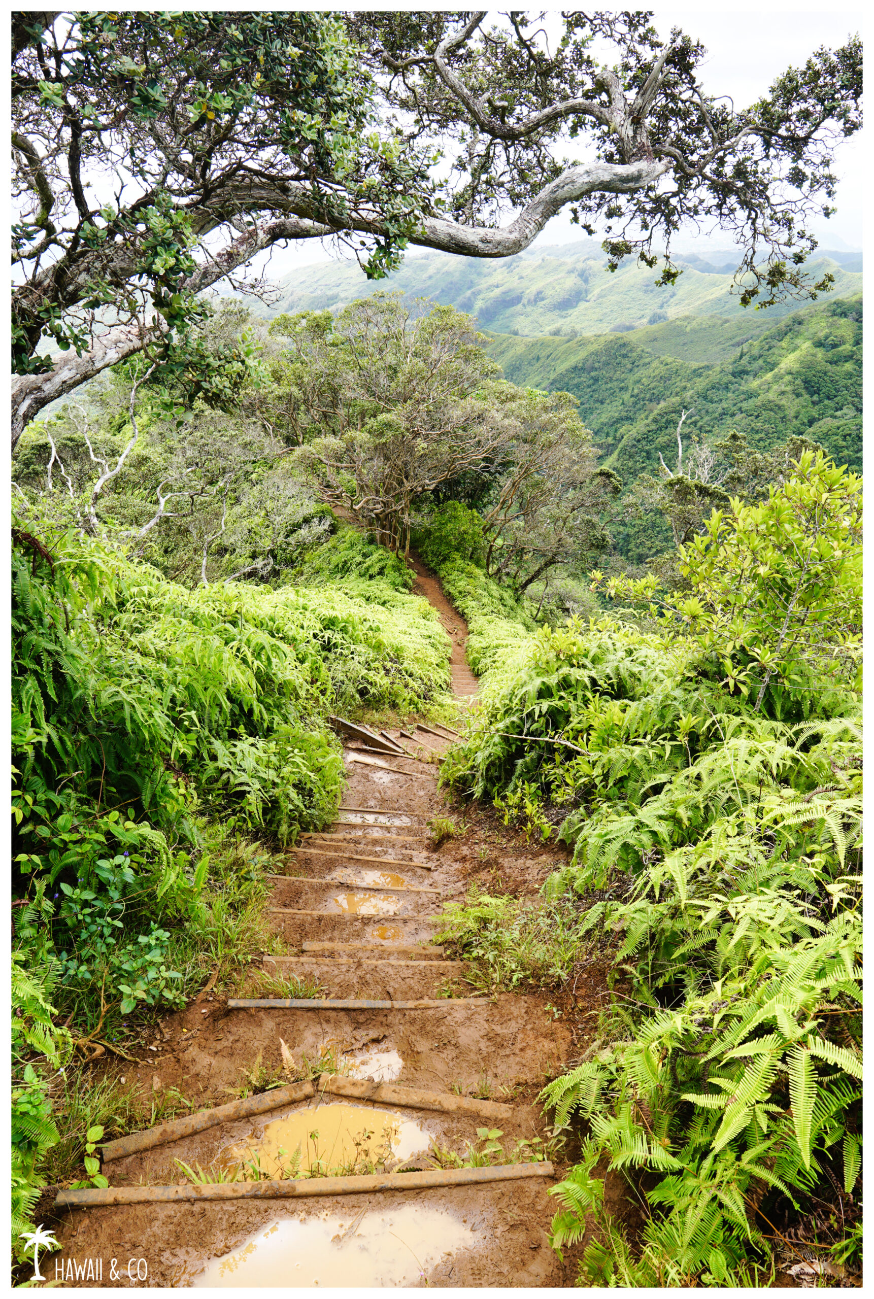 Hawaii and Co Kuli'ou'ou Ridge Trail