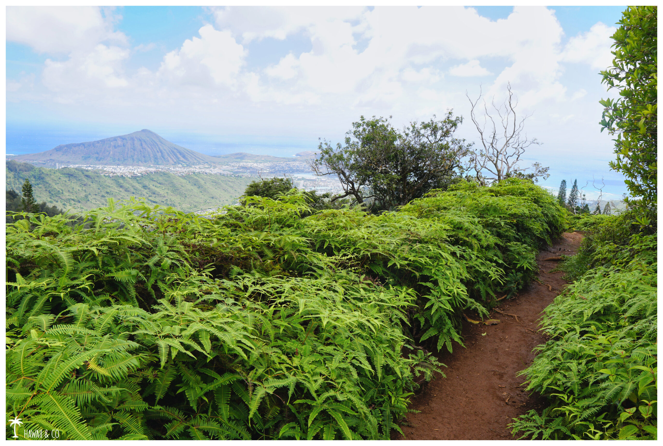 Hawaii and Co Kuli'ou'ou Ridge Trail