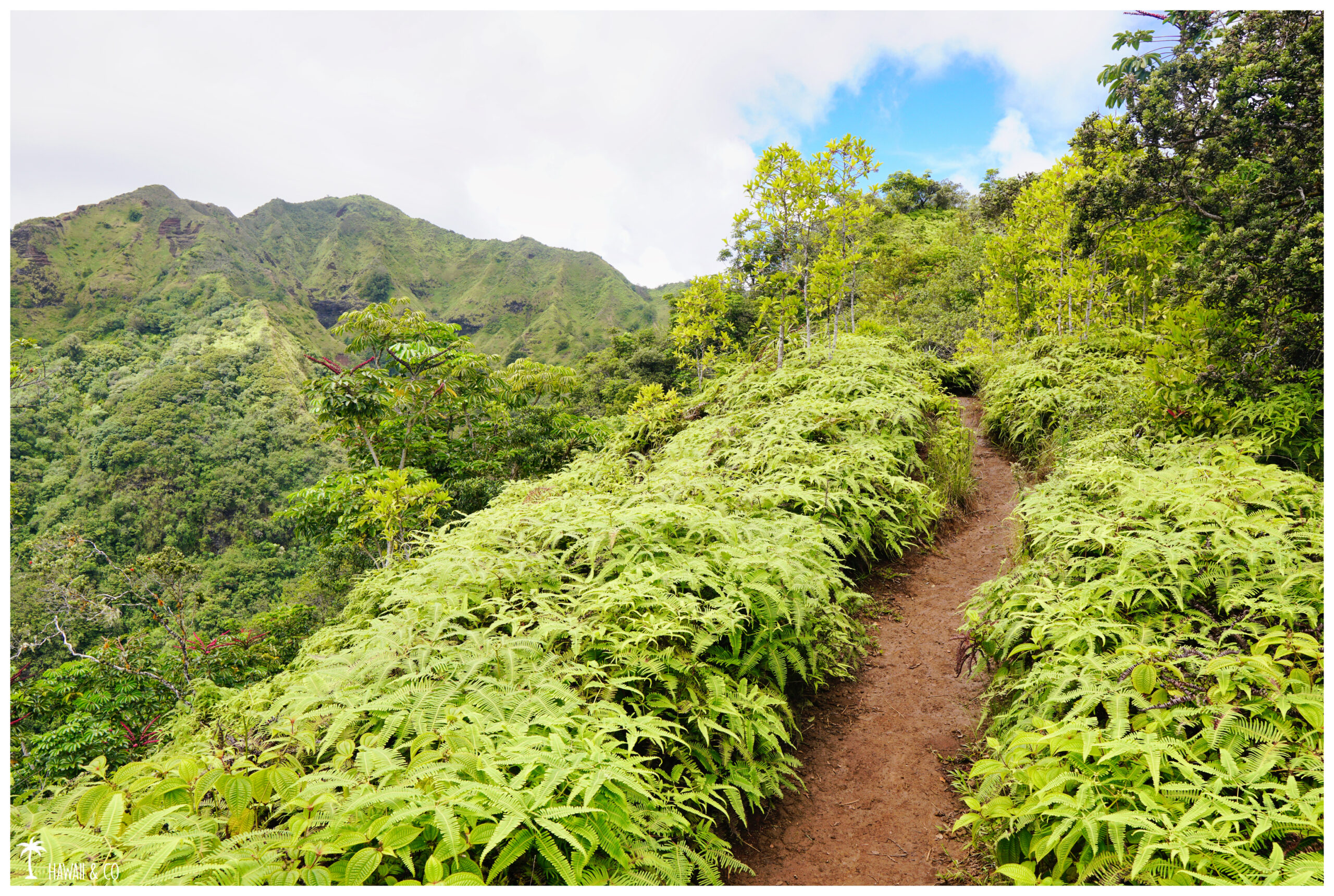 Hawaii and Co Kuli'ou'ou Ridge Trail