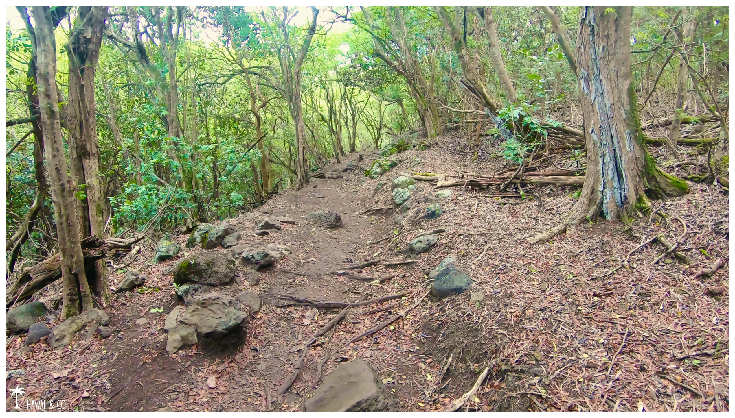 Hawaii and Co Kuli'ou'ou Ridge Trail