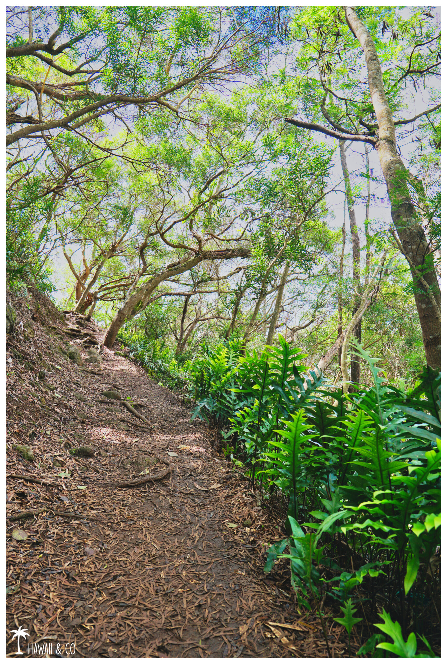 Hawaii and Co Kuli'ou'ou Ridge Trail