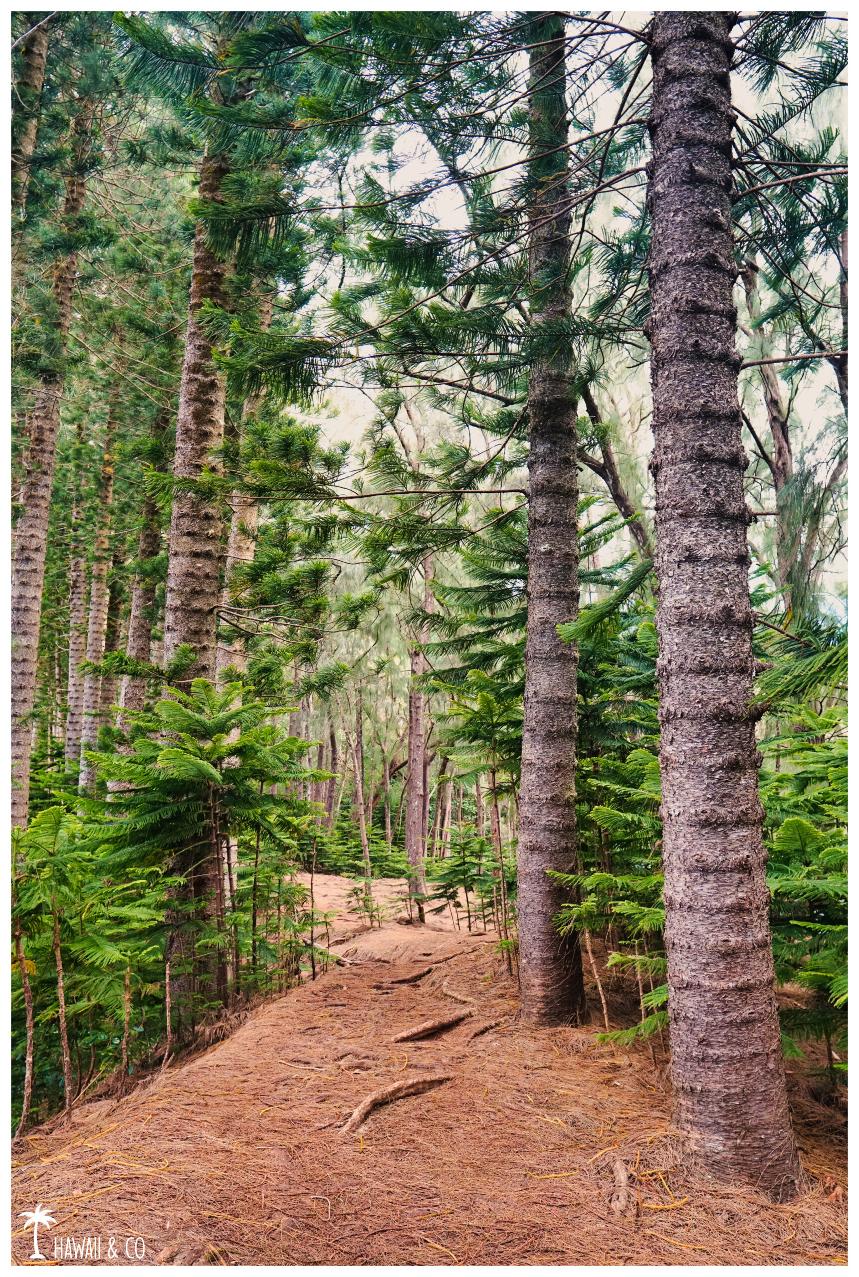 Hawaii and Co Kuli'ou'ou Ridge Trail